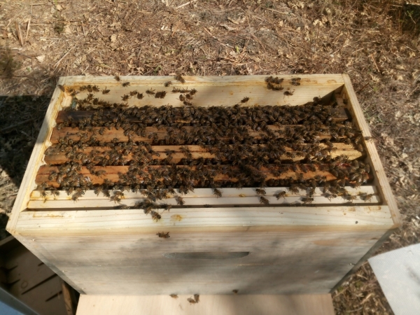 Essaims hivernés Dadant, apiculteur pro