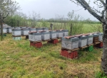Vente de ruches peuplées. Reines 2023 et 2022  