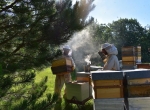 Propose miel d'acacia 2023