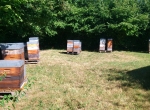 Vends ruches peuplées