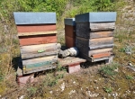 Cède atelier Warré complet, ruche et colonies