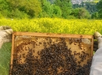Essaims d'abeilles noires de l'année