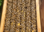 Essaims d’abeilles hivernés