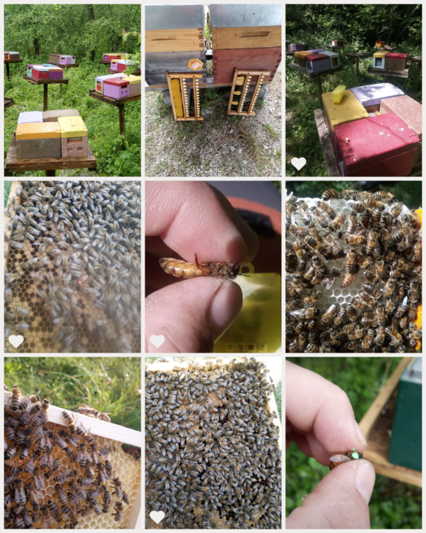 Nous recherchons un(e) stagiaire BPREA Apiculture