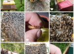 Nous recherchons un(e) stagiaire BPREA Apiculture