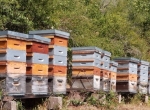 Ruches peuplées Dadant 10 c + essaims hivernés Bio