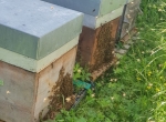 Essaims hivernés Buckfast sur 5 cadres 