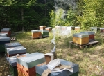 Cède petite exploitation apicole Bio