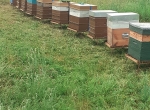 Accompagnement pour reprise apiculture