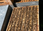 A vendre colonies d'abeilles