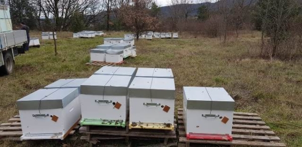 Vente ruches 12 cadres peuplées