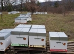 Vente ruches 12 cadres peuplées