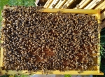Essaims hivernés issus de souches sélectionnées 