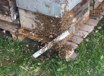 Essaims et ruches peuplées 
