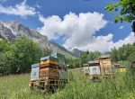 Contrat saisonnier apiculteur Savoie