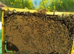Vends essaims de saison Buckfast