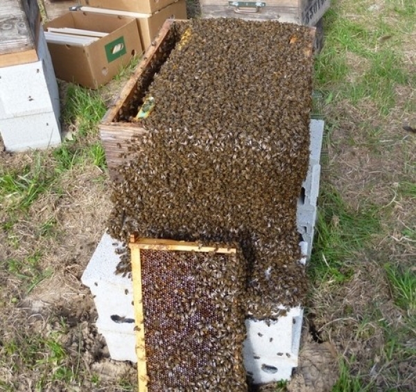 Essaims 2025 hivernés Dadant 6 cadres Bio