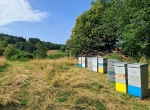 Ruches et essaims prêts à produire