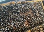 Vends colonies d’abeilles