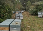 Ruches complètes avec colonies