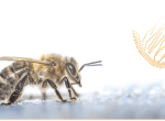 Analyse génétique abeilles – BeeGenetics Apinov