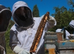Formation niveau 2 en apiculture