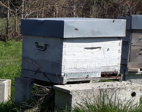 Ruches de production Bio - Langstroth 2025