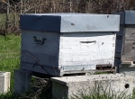 Ruches de production Bio - Langstroth 2025