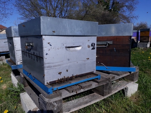 Ruches de production Bio - Dadant 2025