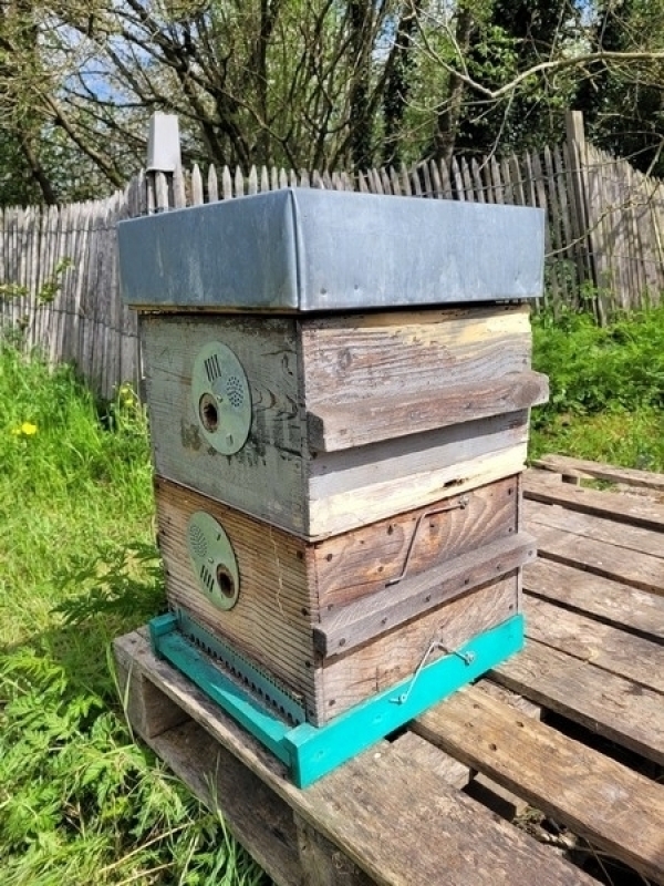 Ruches Warré peuplées, 2 éléments - Bio