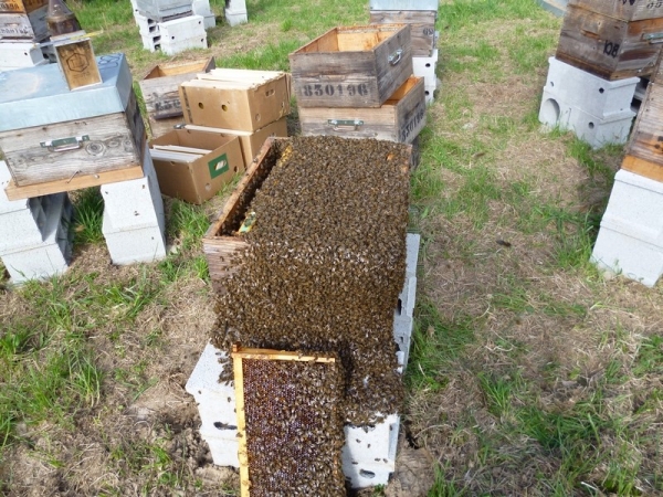 Essaims 2025 hivernés Dadant 6 cadres Bio