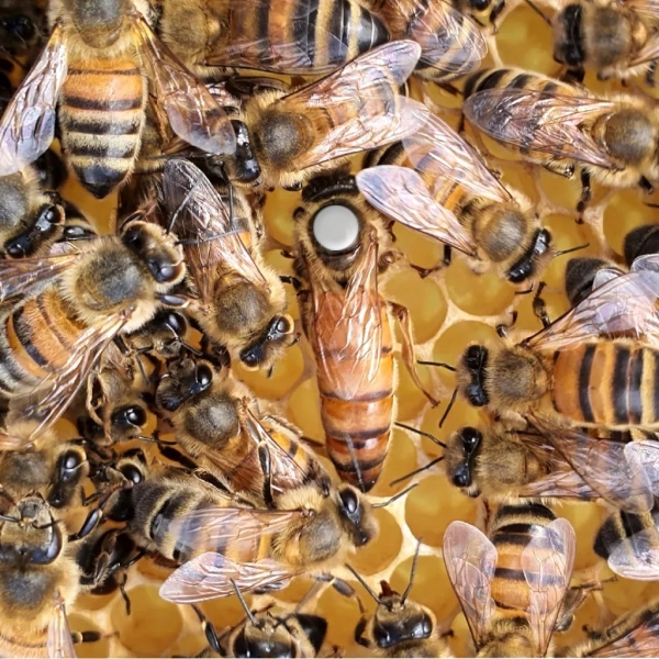 Reines Buckfast F1 fécondées - 2026