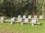 Urgent : colonies hivernées Langstroth Bio