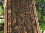Vends essaim d'abeilles hiverné sur 6 cadres 