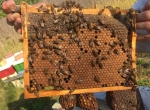 Vendons cadrons de couvain format MiniPlus avec abeilles