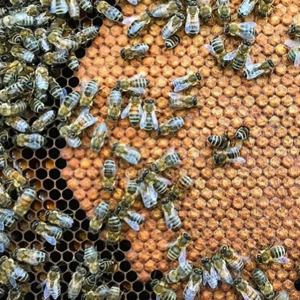 Schéma de sélection à l’échelle de l’exploitation – F2026/    12 novembre 202618 / 