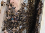 Essaims hivernés sur 8 cadres