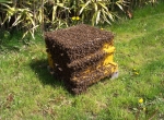 Essaims Hivernés et de printemps Dadant - Apiculture biologique