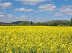 Miel de printemps