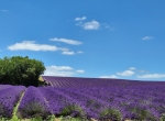Miel de printemps