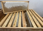 Miel de châtaignier - seaux de 5 à 40 kg