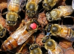 reines abeilles noires ou buckfast