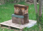 Essaims de printemps