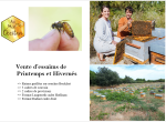 Essaims de printemps Langstroth et Dadant
