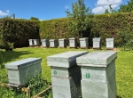 Vend ruches dadant 10 cadres peuplées avec récolte deux hausses nourrisseur plateau trappes à pollen