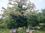 Vends colonies de production en AB