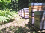 60 colonies d'abeilles sur cadres Dadant