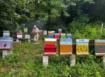 Ruches peuplées à vendre