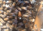Essaims sur 5 ou 6 cadres, abeilles douces