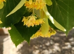 Miel de printemps